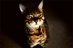 Buffy the Cat gif 4